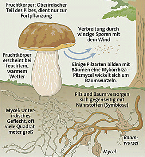 Hintergrundgrafik zu Pilzen
