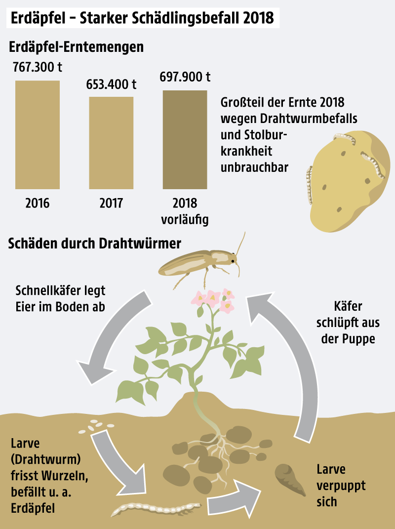 Grafik zu Kartoffelernte und Schädlingen